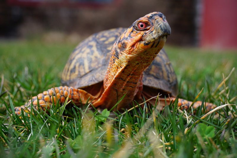 A AUD EDIT FRANKLIN Franklin,Audubon'sEasternBoxTurtle