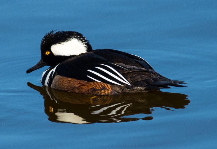 A AUD HOODED MERGANSER HoodedMerganserbyEdHughes