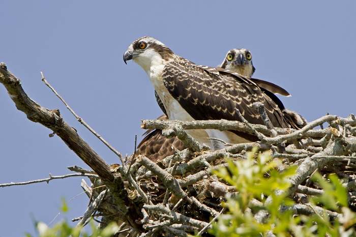 A AUD Osprey adult and juvenile in nest by Butch Lombardi