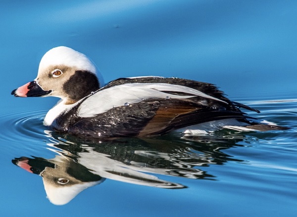 A AUD WINTER Long-tailed Duck by Ed Hughes