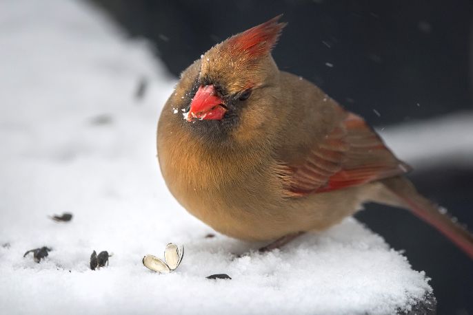 A AUDUBON CardinalwithseedinsnowbyJasonPMajor