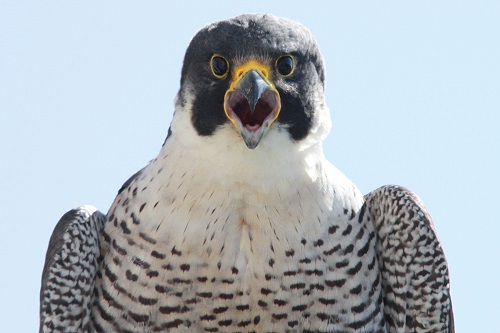 A AUDUBON Peregrine Falcon by Peter Green