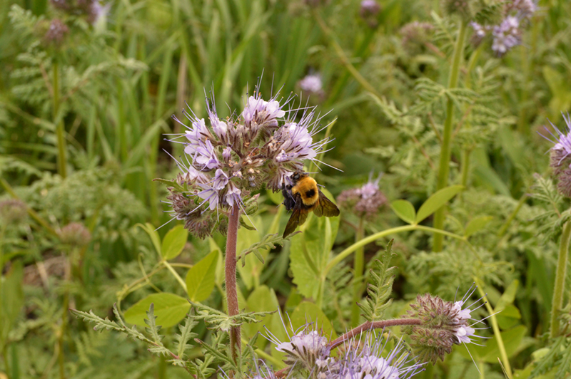 A EARTHTALK cover-crops