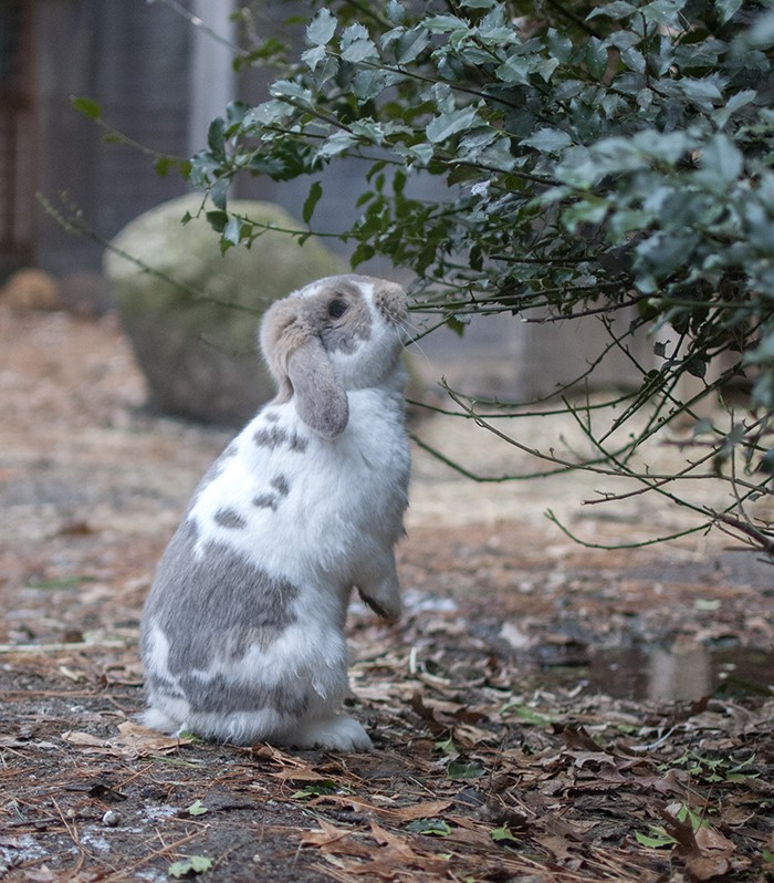 A WINSLOW winslow bunny