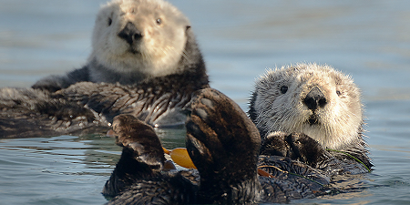 A sea-otter_USE tony-trupp