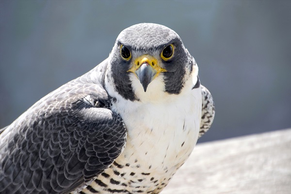 B Audubon Party for the Peregrines Photo by Peter Green copy