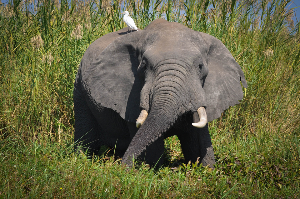 African Elephant