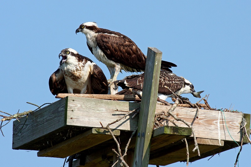 C AUD Osprey EDIT NestPhotobyButchLombardi