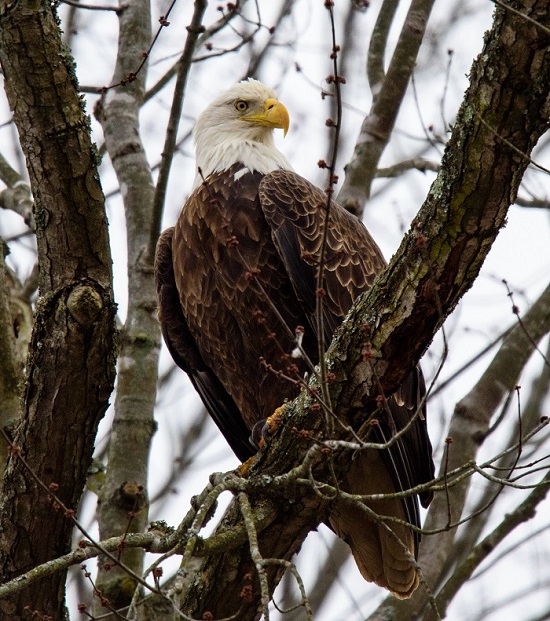 C AUD RI Bald Eagle by Ed Hughes