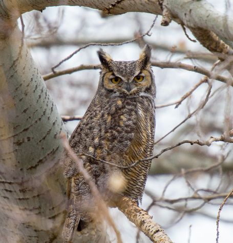 C GreatHornedOwlbyEdHuges