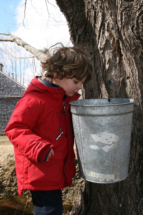 D AUD ED MapleSugaringwithAudubon