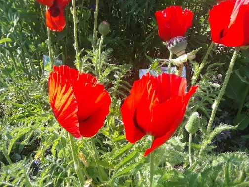 D DON POPPIES