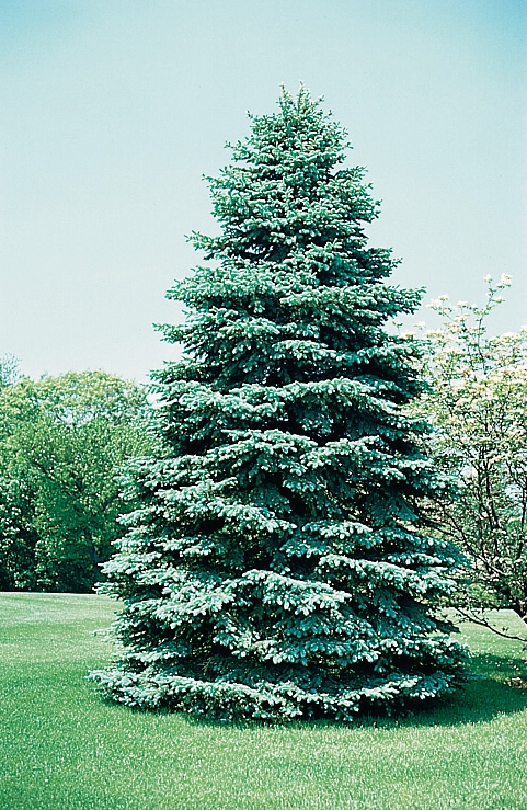 E ARBOR coloradobluespruce-9901450a2805143c