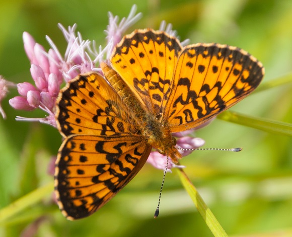 E AUD Silver-bordered Fritillary_Dave Mozzoni