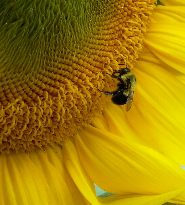 E AUDUBON Bumblebee by Michelle Solis