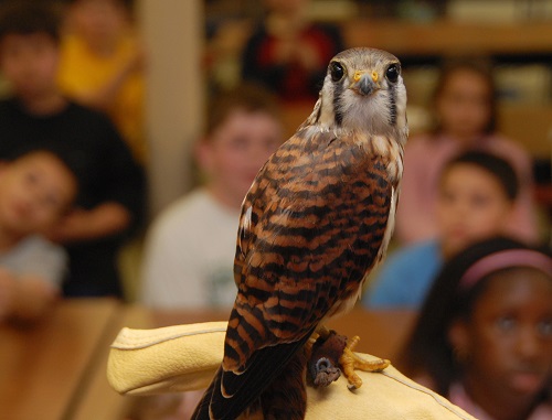 American Kestrel . Audubon Society of Rhode Island Submitted by Hope Foley ASRI.  Photo credit Jessica Weinberg.