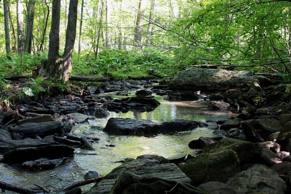 EARTHTALK: NEW ENGLAND FORESTS RECOVERING