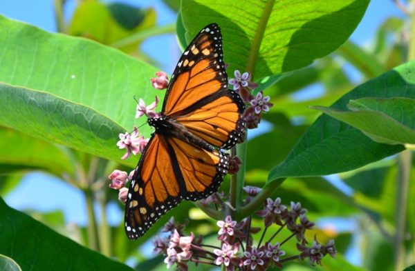 EARTHTALK: THREATENED MONARCH BUTTERFLY