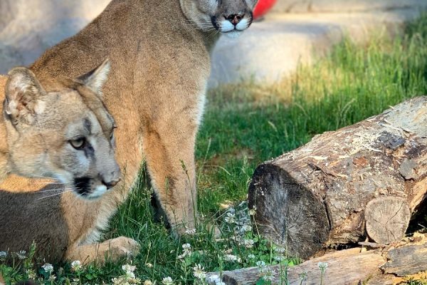 ECOTARIUM – WORCESTER, MA