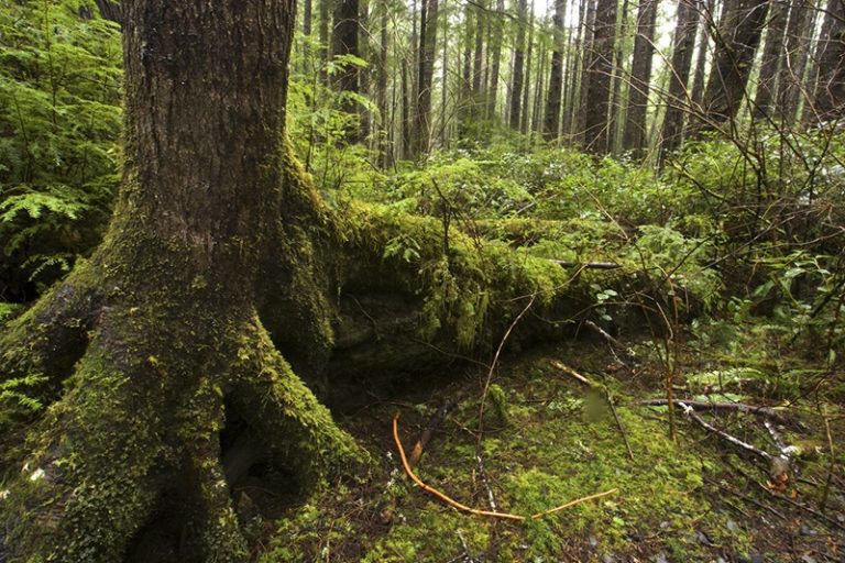 OLD GROWTH FORESTS